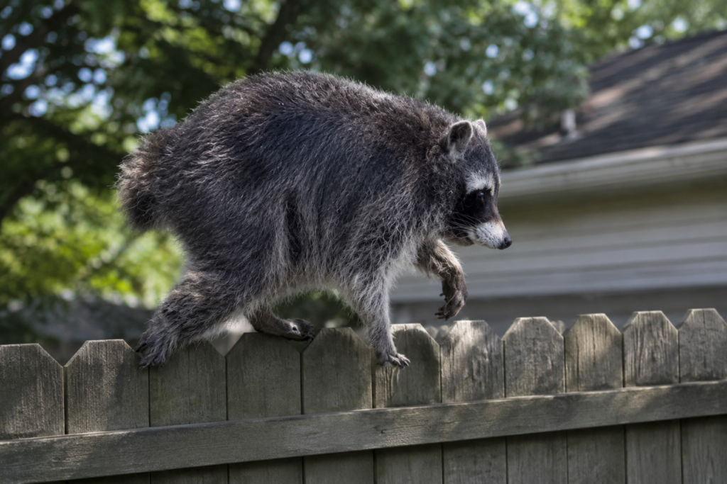 Jimothy The Raccoon