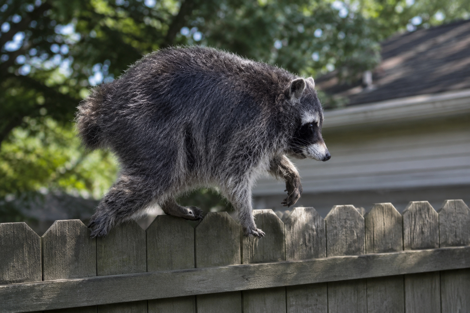 Jimothy The Raccoon